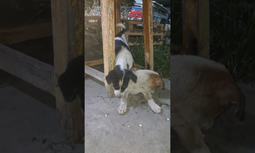cute puppy playing funny #foryou #youtube #viralshort #animals #funnydog
