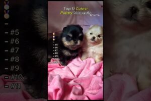 🥰😘 cutest puppies #trending  #viral #shortsfeed #shorts #respect  @Zombie_wala @WoofLine