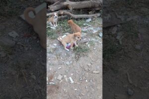 cutest puppies❤️🧿💖#shorts #trending #youtubeshorts #yt #ytshorts #dog #puppy #streetdog #stray #yolo