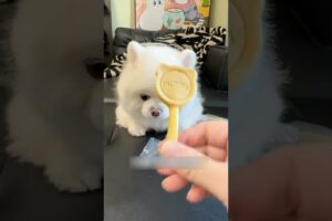 cutest puppy wants not to disturb him while eating 🤣😛