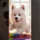 dog playing musical instruments🎹|#shorts#trending #viral#yt#ytshorts#cute#fyp #foryou #youtubeshorts