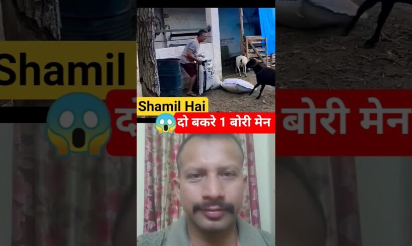 goat 🐐 animal fighting for competition