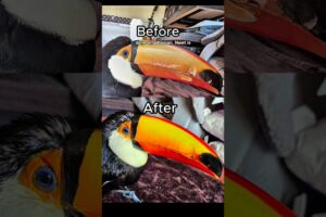insane & relaxing toucan beak restoration rehab #animals #shorts #birds #asmr #restoration #rescue
