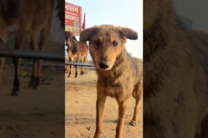 labrador puppy retriever puppies#animal life #shotfeed #shorts #catmeowarea ​⁠​⁠