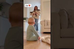mom surprising the baby by bringing a bunch of cute husky puppies