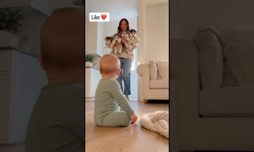 mom surprising the baby by bringing a bunch of cute husky puppies