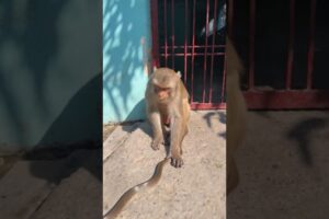 monkey playing with snake #monkeyvideo #bandar #viral #funny #monkey