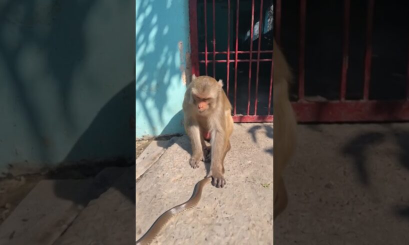 monkey playing with snake #monkeyvideo #bandar #viral #funny #monkey