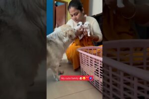 my cute puppies 🐶🥰❤️ #dog #pomeranian #doglover #cute #puppy #love #ytshorts #viral #newvideo