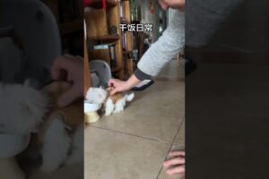 pets videos #petshub #animallovers #shortvideo #cute #puppies#dogshorts #dogvideos #dogsfunnyvideos