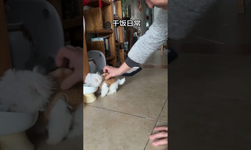 pets videos #petshub #animallovers #shortvideo #cute #puppies#dogshorts #dogvideos #dogsfunnyvideos