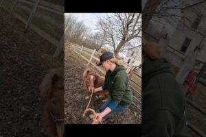pony and dog play  #animals #cute