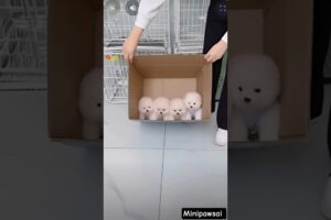 teacup dog breeds/ teacup puppies 🐕 #shorts #dog #toys #cute #puppy