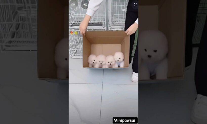 teacup dog breeds/ teacup puppies 🐕 #shorts #dog #toys #cute #puppy