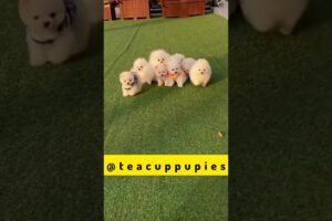 "teacup dog"| mini pomeranian dog 💕|cute puppies🐕|small dog breeds|teacup show #trending #shorts