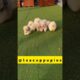 "teacup dog"| mini pomeranian dog 💕|cute puppies🐕|small dog breeds|teacup show #trending #shorts