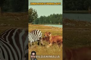 #wildlife #beautiful #animals #lion #zebra #animalfight #পশুপাখি #hashbdtag
