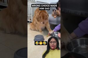 wrong  choice made dog sad🤭#Cute#Dog#funny #pets #doglover #shorts#dog#fypシ゚#viral #corgi#memes