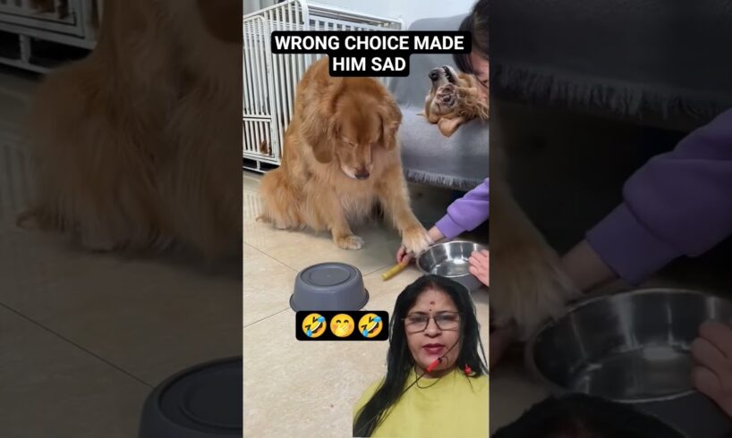 wrong  choice made dog sad🤭#Cute#Dog#funny #pets #doglover #shorts#dog#fypシ゚#viral #corgi#memes