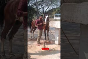 अश्वप्रेमी खुबसूरत छड़ 😘🚩#horse#sansansehorhorse#horsecare#horsetrack#horselove #animal#shorts
