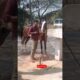 अश्वप्रेमी खुबसूरत छड़ 😘🚩#horse#sansansehorhorse#horsecare#horsetrack#horselove #animal#shorts