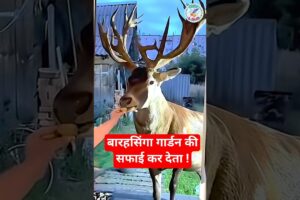 बारहसिंगा गार्डन की सफाई कर देता ! #animals #animalrescue #facts #wildliferescue #deer #shorts