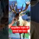 बारहसिंगा गार्डन की सफाई कर देता ! #animals #animalrescue #facts #wildliferescue #deer #shorts