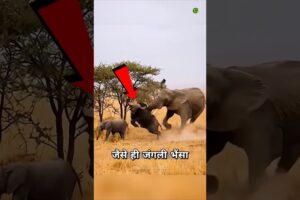 माँ हाथी का बदला😡 #shorts #animals