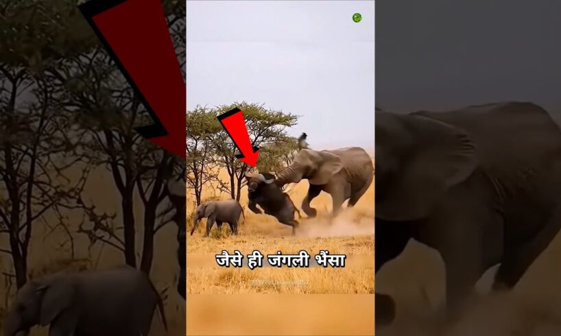 माँ हाथी का बदला😡 #shorts #animals