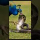 मोर बनाम साँप 😱 | जब ज़हर भी हार गया फुर्ती से | Peacock vs Snake Fight
