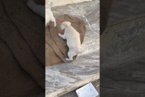 ￼ Cute moments of cutest puppies #shorts