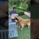 1 month with a puppy in 10 seconds #goldenretriever #puppy