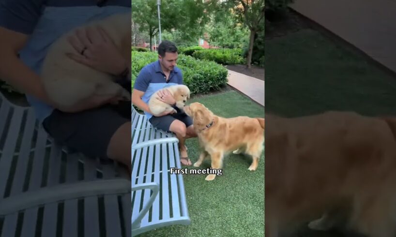 1 month with a puppy in 10 seconds #goldenretriever #puppy