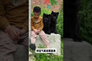 The love for these cute puppies grows day by day #dog #pet #cutedog #puppy #puppylove #cuteanimal