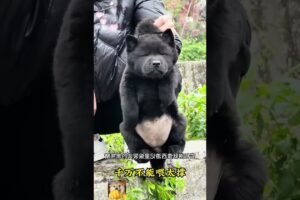 The love for these cute puppies grows day by day #dog #pet #cutedog #puppy #puppylove #cuteanimal