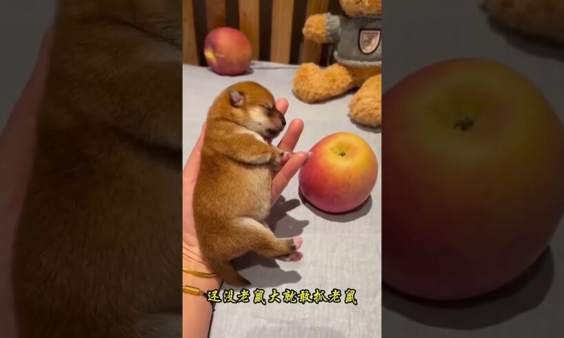 The love for these cute puppies grows day by day #dog #pet #cutedog #puppy #puppylove #cuteanimal