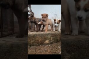 Lovely Cute Puppies #shorts #cute