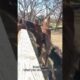 Horse Fails of the Week! 😂#shorts #funny #horse #animals #funnyanimals