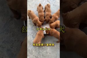 The love for these cute puppies grows day by day #dog #pet #cutedog #puppy #puppylove #cuteanimal