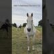 Horse Fails of the Week! 😂#shorts #funny #horse #animals #funnyanimals