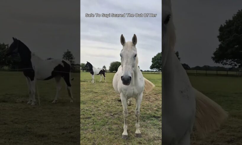 Horse Fails of the Week! 😂#shorts #funny #horse #animals #funnyanimals