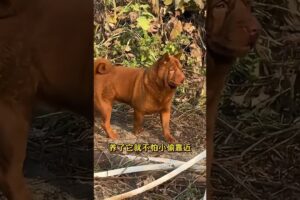 The love for these cute puppies grows day by day #dog #pet #cutedog #puppy #puppylove #cuteanimal