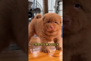 The love for these cute puppies grows day by day #dog #pet #cutedog #puppy #puppylove #cuteanimal