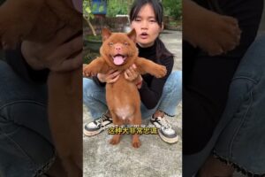 The love for these cute puppies grows day by day #dog #pet #cutedog #puppy #puppylove #cuteanimal