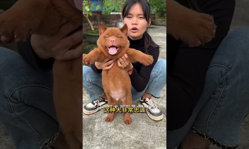 The love for these cute puppies grows day by day #dog #pet #cutedog #puppy #puppylove #cuteanimal