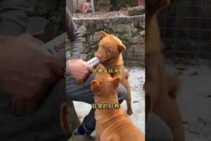 The love for these cute puppies grows day by day #dog #pet #cutedog #puppy #puppylove #cuteanimal