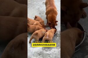 The love for these cute puppies grows day by day #dog #pet #cutedog #puppy #puppylove #cuteanimal