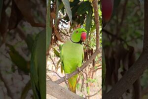 South Indian Talking Parrot 🦜Funny Video 😂 #parrot#south#video#shorts#viral#mummy #papa#talkingparot
