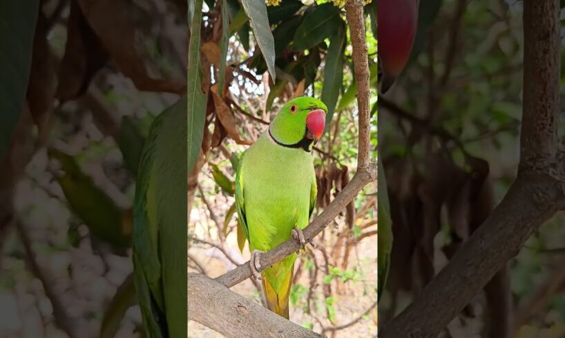 South Indian Talking Parrot 🦜Funny Video 😂 #parrot#south#video#shorts#viral#mummy #papa#talkingparot