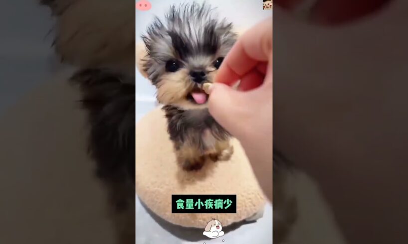 The love for these cute puppies grows day by day #dog #pet #cutedog #puppy #puppylove #cuteanimal